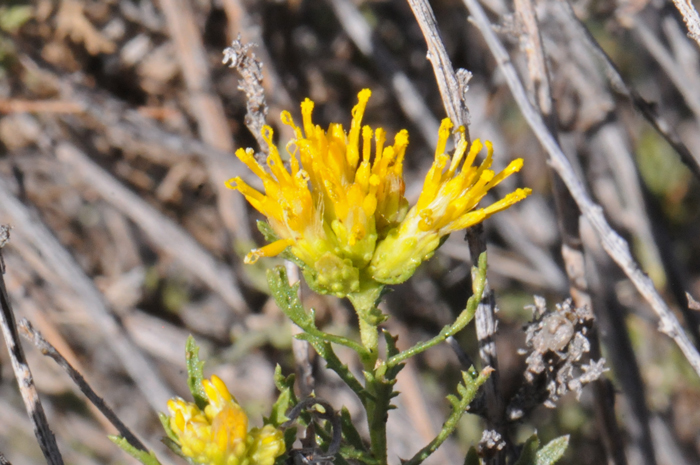 Burroweed is a shrub or subshrub that grows from 1 to 3 feet (.3-1 m) tall. Isocoma tenuisecta